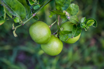 Lemon in a wooden floor