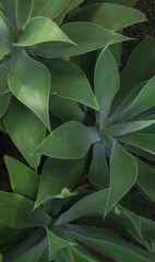 Organic textures - Palm Green leaf