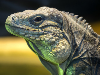 Cuban Ground Iguana, Cyclura n.nubila, lives only in Cuba