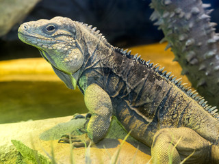 Cuban Ground Iguana, Cyclura n.nubila, lives only in Cuba
