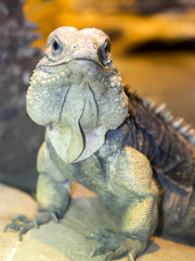 Cuban Ground Iguana, Cyclura n.nubila, lives only in Cuba