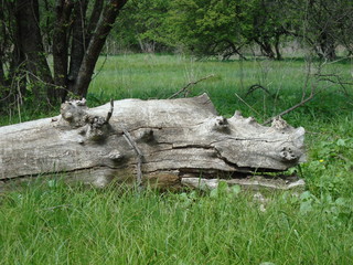 fallen tree