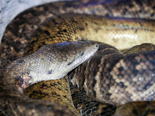 Jamaican boa, Epicrates subflavus, is an endemic jamajka