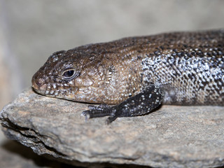 Cunningham's skink, Egernia cunninghami, lives in Australia