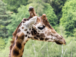 Portrait the male of Baringo Giraffe, Giraffa camelopardalis Rothschildi