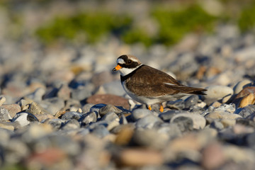 Sandregenpfeifer am Strand im Abendlicht - während der Brutzeit