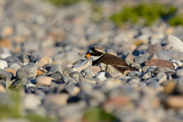 Sandregenpfeifer brütet am Strand - im Abendlicht