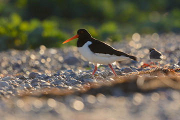 Austernfischer im Brutrevier am Strand - im Abendlicht