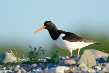 Austernfischer im Brutrevier am Strand - im Abendlicht