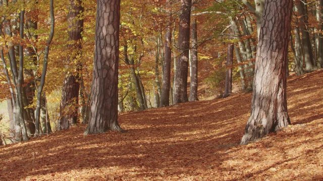 Dolly drive across a colorful autumnal path. The drive starts in the middle of the path, leafes are falling.