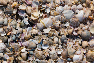 Sea shells background