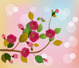 Nature background with blossom branch of pink sakura flowers.