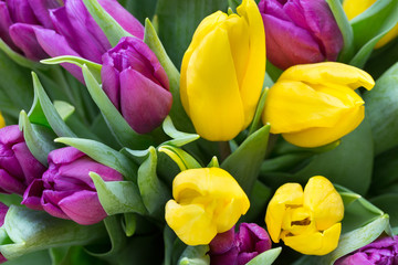 Purple and yellow tulip bouquet. More tulip on the grey background.