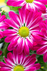 Pink chrysanthemum  on yellow backgrounds.