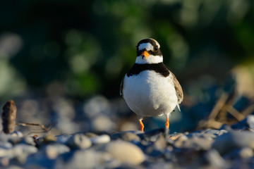 Sandregenpfeifer am Strand im Abendlicht - während der Brutzeit