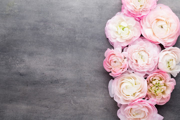 Pink beautiful ranunculus on gray background.