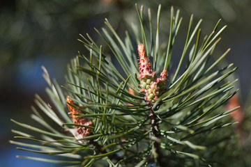 Young pine cone on a branch. Green needles. Long needles on a branch. The sprout is bursting
