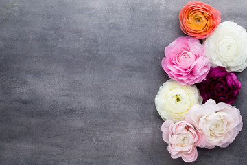 Beautiful colored ranunculus flowers on a gray background.