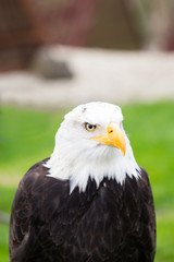 Portrait of a bald eagle on grass.
