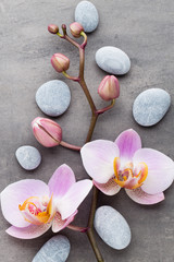 Fototapeta na wymiar Spa orchid theme objects on grey background.