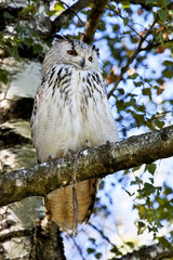 Uhu - Bubo bubo sibiricus