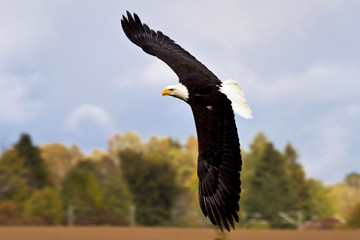 Weißkopfseeadler im Flug - Haliaeetus leucocephalus