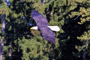 Weißkopfseeadler im Flug - Haliaeetus leucocephalus