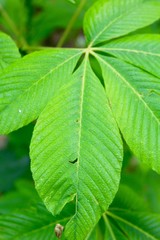 The morning dew on the green leaves of the tree.