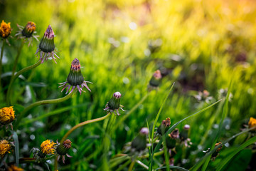 Closeup of a dandelion on a natural background. young dandelion in an interesting curved shape on a green background with the glare of the sun. Perfect for cards