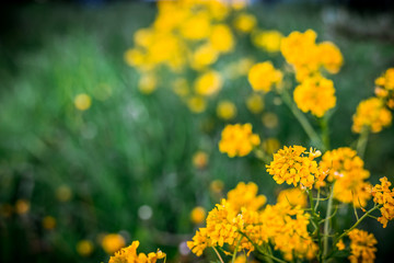 Beautiful yellow flowers on a bokeh background