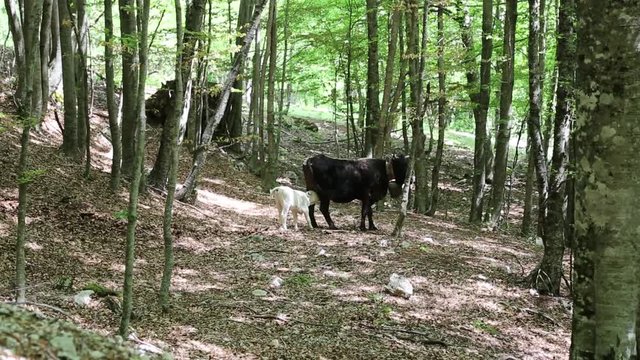 Vacche con vitelli nel Parco Nazionale del Cilento e Vallo di Diano; Cows with calves