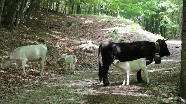 Vacche con vitelli nel Parco Nazionale del Cilento e Vallo di Diano; Cows with calves