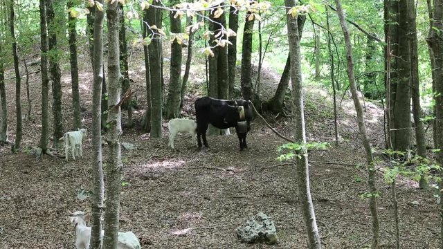 Vacche con vitelli nel Parco Nazionale del Cilento e Vallo di Diano; Cows with calves