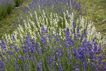 Lavender fields in Hungary near Lake Balaton