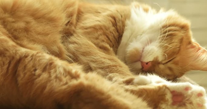 Funny red Siberian cat wakes up 