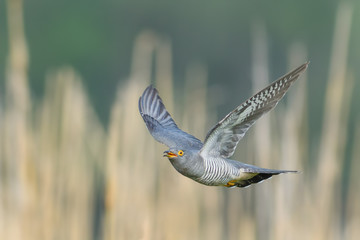 On the fly spring/Common Cuckoo
