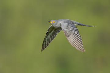 On the fly spring/Common Cuckoo