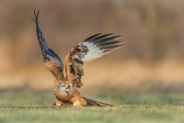 Fototapeta premium On the meadow in the winter season/Red Kite
