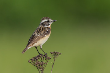 Spring season/Whinchat