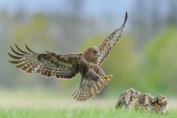 Flight over the meadow/Common Buzzard