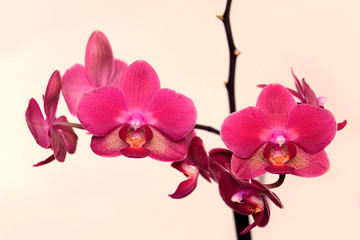 Beautiful orchid flowers blossom on beige background closeup