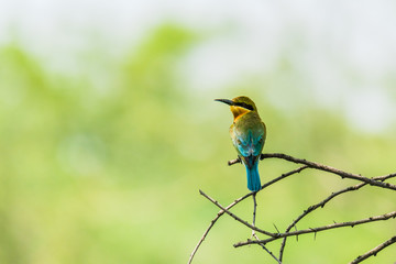 Fototapeta premium Blue Tailed Bee-eaters