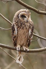 Short-eared owl sits on the branches of a tree.