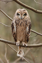 Short-eared owl sits on the branches of a tree.