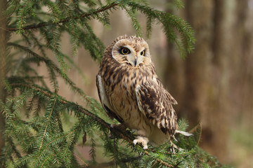 Obraz premium Short-eared owl sits on the branches of a tree.