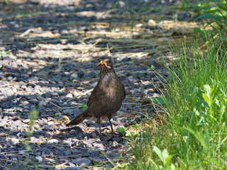Amsel mit Wurm - Blackbird with worm