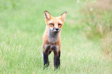 a young red fox