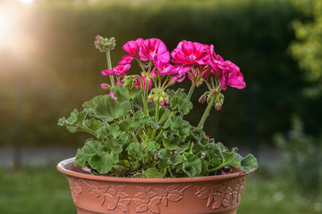 pink garden geranium flowers in pot