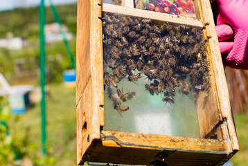 Beekeeper holding a small Nucleus with a young queen bee. Breeding of queen bees. Beeholes with honeycombs. Preparation for artificial insemination of queen bees.