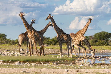 Obraz na płótnie Canvas Giraffes at a water hole, Etosha National Park